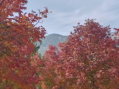 -北京西山国家森林公园