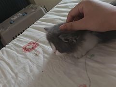 -欣宠猫屋·矮脚拿破仑·蓝金金渐层