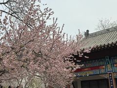-桃花堤公园