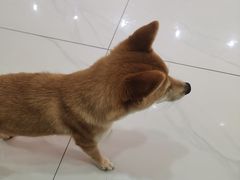 -柴源莊·柴小宠柴犬咖啡