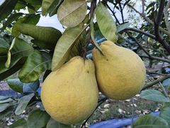 -尚果生态采摘园