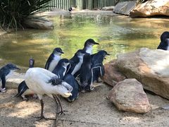 -费瑟代尔野生动物园