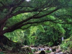 -广州市石门国家森林公园
