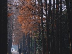 -上海滨江森林公园