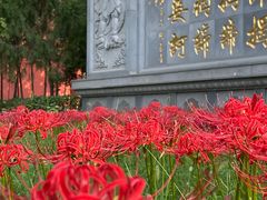 -西安大兴善寺