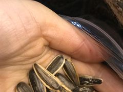 -刘艳明炒货(小心桥店)