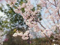 -天适樱花悠乐园