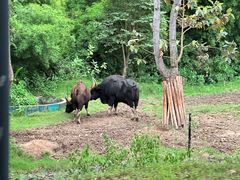 -清迈夜间动物园