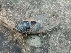 -老象峰