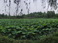 -三圣花乡旅游区