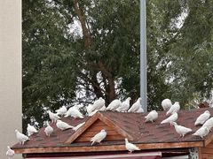 -天津妈祖文化园