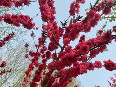 -石家庄市动物园