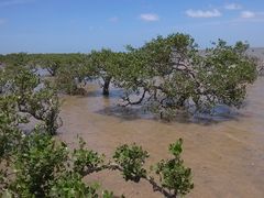 -北海金海湾红树林生态旅游区