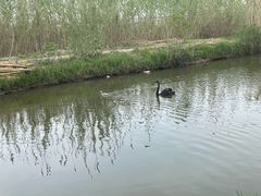 -池杉湖湿地公园