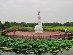 -荷塘月色湿地公园·向阳花洲