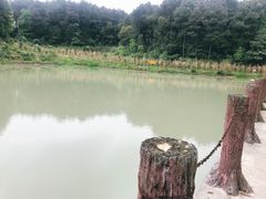 -铁山坪森林公园