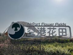 -空港花田景区