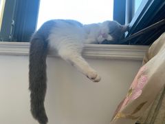-momokira米努特·德文卷毛猫·棉花面纱犬