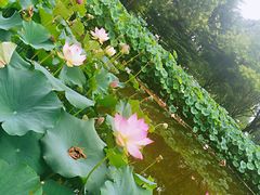-济南植物园