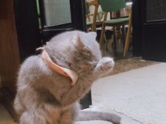 -猫色咖啡·猫咖