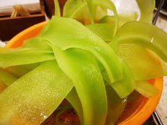 -蜀皇·菌汤鲜黄牛肉汤锅(宽窄巷子店)