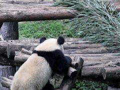 -都江堰中华大熊猫苑