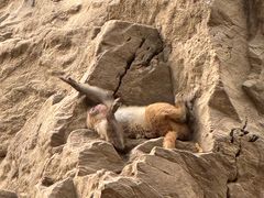 -栾川竹海野生动物园