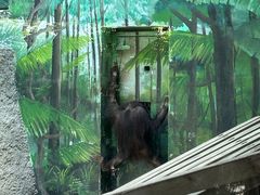 -上海野生动物园