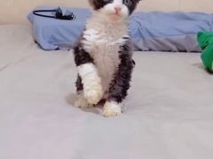 -纳吉亚猫专科动物医院·北北分院