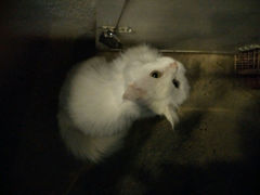 android_upload_pic-Anne猫窝咖啡屋