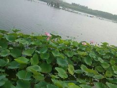 -大兴滨河森林公园