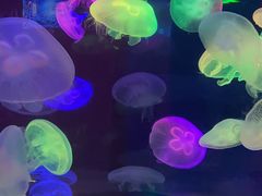 -太平洋海底世界