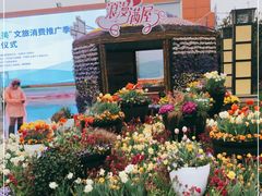 -荷兰花海