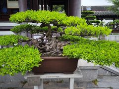 -泰州凤城河风景区-泰山公园