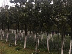 -艾溪湖湿地公园