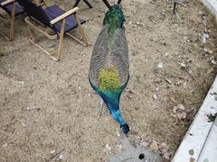 -J Create城市露营咖啡·简餐·宠物(上海动物园店)