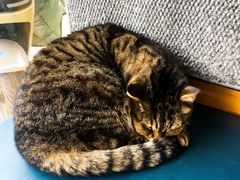 -伟伟宠物医院·瑞派猫友好医院·猫科(光谷店)