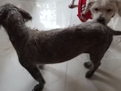 -严国平动物医院(德政总院)