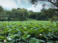 -西溪国家湿地公园