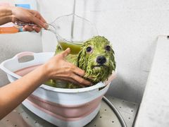 -汪小喵宠物·戴维斯乐芳希施宠馨宝皮毛调理洗护店