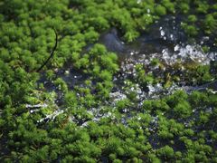 -西湖风景区-江洋畈生态公园