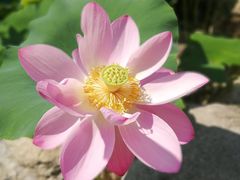 -万源龙顺度假庄园生态观光园