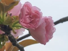 -羊山湖公园
