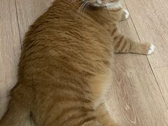 -芭比堂爱心动物医院(柯桥康爱分院)