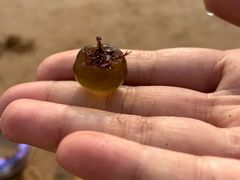 -青岛银沙滩温德姆至尊酒店