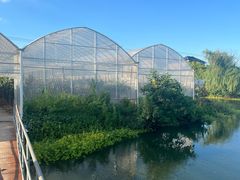 -马陆小张葡萄园农家乐