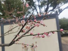 -无锡梅园公园