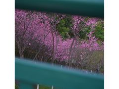-重庆彩云湖湿地公园