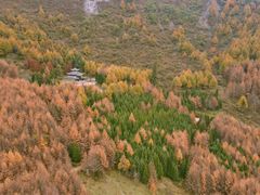 -卧龙自然保护区