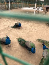 -萌宠亲子动物乐园(槐房万达店)